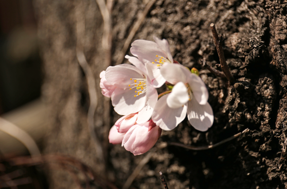 目黒川の桜2014