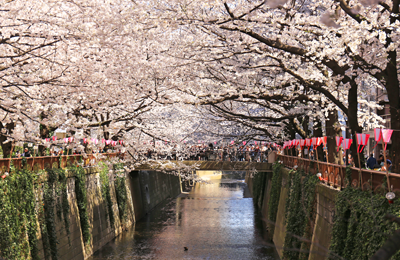 【桜2014】満開！晴天！目黒川の桜はアーチも完成！そんな本日の様子をお届け。