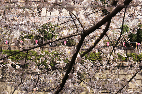 桜2014満開