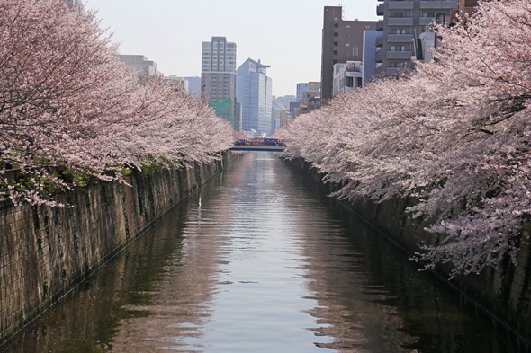 2015桜　目黒川