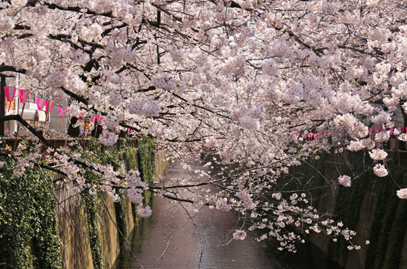 2015桜　目黒川